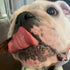 Tail Mix Dog Treats Made in USA All Natural Beef Bites 1 Ingredient Grain Free Assortment Beef Lung, Trachea and Spleen