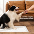 22"x22" 5 Counts 6-Parameter ZOMISIA Health Monitoring Puppy Pee Pad with Color Indicators, - Urine Test, Disposable
