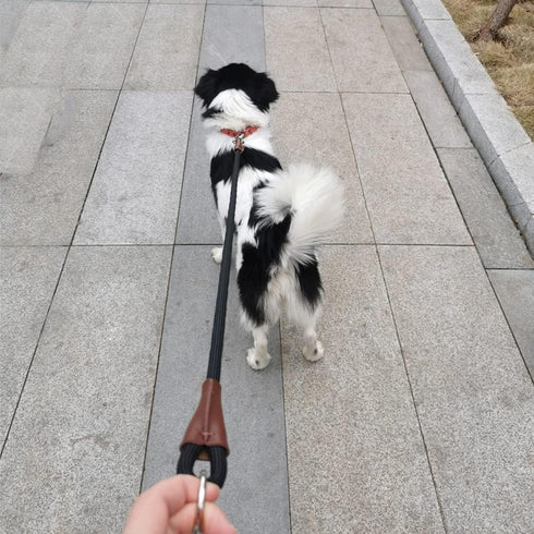 No Handle Dog Leash, 3FT / 6FT Tether Training Leash, Tie Down for Exercising, Bicycle and Outdoor Running Walking