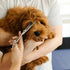7" 21-Teeth Trimming Chunkers Dog Grooming Scissors, Professional Texturizing Blending Thinning Shears Pets Hair Kit