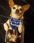 My Parents are Getting me a Human, 2 Pack Gender Reveal Dog Bandana