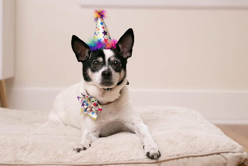 Huxley & Kent Pet Pinwheel | Superstar (Large) | Birthday Velcro Collar Accessory for Dogs/Cats