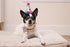 Huxley & Kent Pet Pinwheel | Superstar (Large) | Birthday Velcro Collar Accessory for Dogs/Cats
