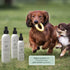 8 oz Begley's Pet Cologne and Deodorizer - Premium Essential Oil Dog Perfume Spray Long Lasting and Pet Odor Eliminator