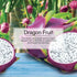 U6P-60397: Little Trees Dragon Fruit