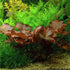 Awesome Aquatic Bulb (1, Dwarf Water Lily Nymphaea Stellata Live Aquarium Plant Guarantee to Grow Rhizome Root Also