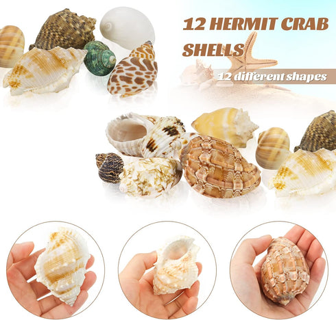 Hermit Crab Shell - Opening Size 0.6"-2", Medium to Large Growth Turbo Seashells for Aquarium Décor, Nautical