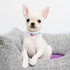 2 PCS Dog Bandana with Adjustable Buckle, Double-Sided Blank Dog Bandanas with D-Ring for Small Dogs and Cats