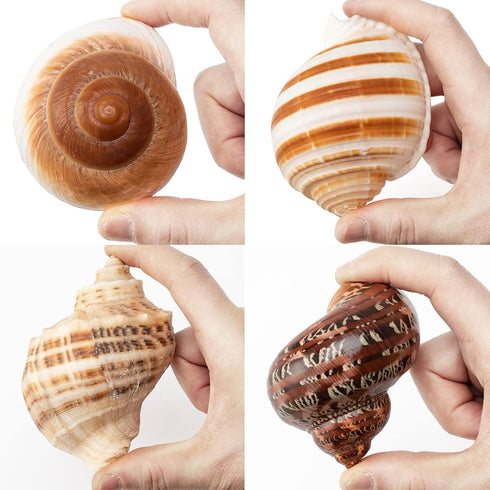 4 Set (2.5"-4" 1"-1.5" Shell Hermit Crab Assorted for Medium to Large Hermit Crabs Size / Opening)