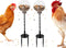 MinrzPet Chicken Treat Dispenser, Chicken Enrichment Toys with Spring and Ground Stake, Feeder