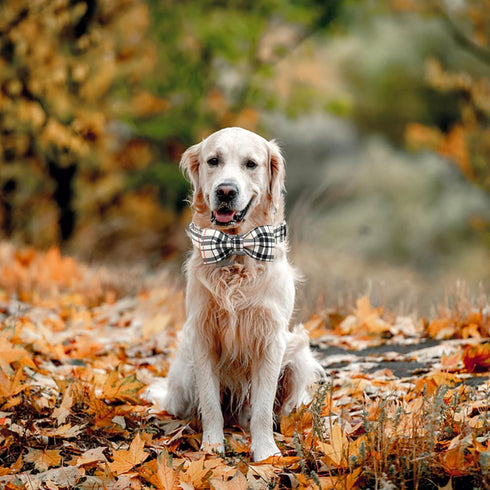 Dog Collar, Bow Dog Collar Plaid Pet Collar, Cute Soft Adjustable Collar for Large Dogs with Metal Buckle