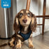 Best Pet Supplies - All Weather Mesh, Reflective, No Pull Harness for Small, Medium Dogs, Cats - Blue/Black Trim, XXS