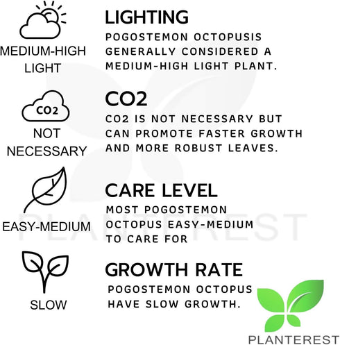 PLANTEREST BUY2GET1FREE Pogostemon Octopus Potted Live Aquarium Plant Tropical Freshwater Decorations