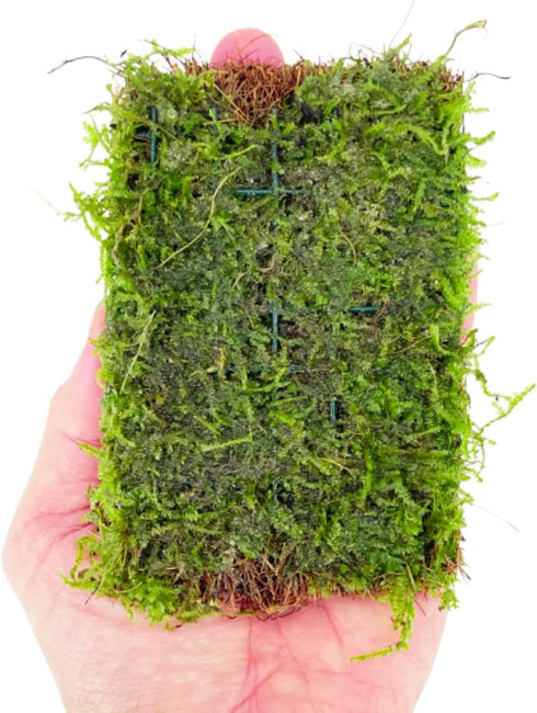 PLANTEREST BUY2GET1FREE Java Moss Vesicularia Dubyana Mats US Grow Live Aquarium Plant Tropical Freshwater Decorations