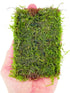PLANTEREST BUY2GET1FREE Java Moss Vesicularia Dubyana Mats US Grow Live Aquarium Plant Tropical Freshwater Decorations