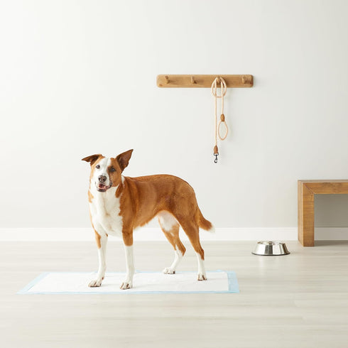 5-Layer 27.5 44 Inch, 40-Pack Amazon Basics Leak-Proof Dog and Puppy Potty Training Pee Pads with Quick-Dry Surface