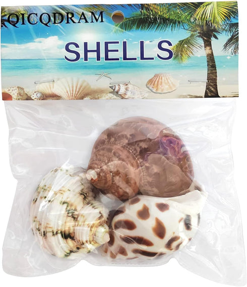 3 PCS Natural Hermit Crab Shells - 2~2.7 Inch with Opening Size 1~1.3 Inch Supplies