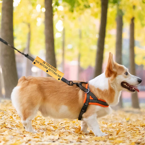 in Training Dog Leash Sleeve Ask to Pet, Give Me Space Wrap for Working Dogs (Ask Before Petting Sleeve)
