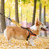 in Training Dog Leash Sleeve Ask to Pet, Give Me Space Wrap for Working Dogs (Ask Before Petting Sleeve)