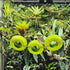 DGHAOKI Hermit Crab Climbing Accessories Decor for Reptile Tank Tire Swing for Hermit Crab Chameleon Leopard Gecko Tree