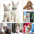 24pcs Cat Bells & Dog Collar Bells with Keyrings, Training Jingle Bell Collar Pendant Pet Accessories