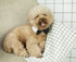 ZTON Handcrafted Adjustable Formal Pet Bowtie Collar Neck Tie for Dogs & Cats (L, Black)