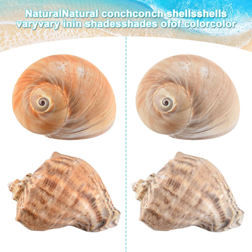 Hermit Crab Shells - Large 6pcs Natural Conch Shells (Size 2.8" - 3.8") for Habitat and Decorations