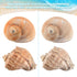 Hermit Crab Shells - Large 6pcs Natural Conch Shells (Size 2.8" - 3.8") for Habitat and Decorations