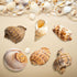 BAIHILIU 6PCS 2.8" 3.9", 1.5" 2.5", Large Hermit Crab Shells, Natural Sea Conch Shell Size - Opening Size - Turbo