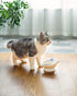 Raised Cat Food Bowl Ceramic, 15° Tilted Design, Anti Vomiting Backflow Prevention for Cats and Small Dogs, Blue