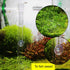Clear Crystal Glass Shrimp Feeding Tube and Dish Tray for Fish Tank Aquarium Shrimp Feeding