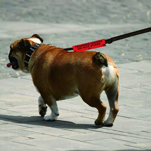Funny Dog Leash Sleeve, Do Not Stare Training Wrap Sleeve, Pet Birthday Gift (Do Not Stare-Sleeve)