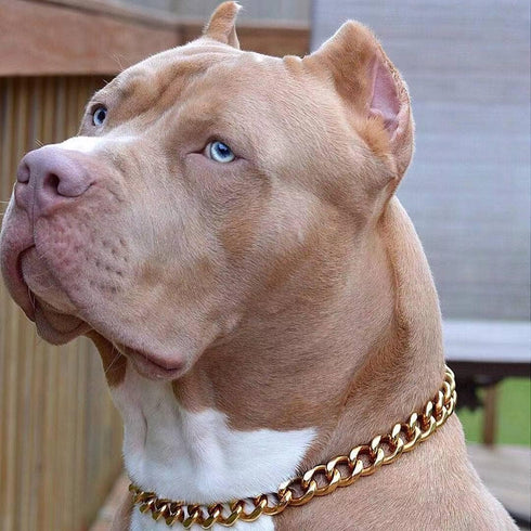 txprodogchains Big Dog Chain Collar with Buckle, Heavy Duty 19MM Thick Wide Stainless Steel Metal for Large Dogs