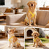 CZMIYRPY 3 Pack Female Dog Diapers Washable Dog Diapers Female Dog Diaper that Stay on Dog Diaper Female