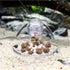 ShanLily Clear Plastic Snail Trap for Fish Tank, Snail Catcher, Leech Planarian Catch Box for Aquarium Plants