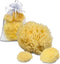 Sea Sponges for Dogs, Luxury Canine Bath Care for Pet Grooming
