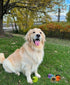 Colorful Squeaky Tennis Balls for Dogs, Easy Catching Pet Dog Balls 12 Pack (2.5inch-6colors)