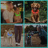 HIGO LED Dog Collar Light, RGB Light Up Necklace for Your Dog's Nighttime Walking (Multi-Color)