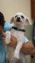 Dr. Jeff Werber Body Boost Multivitamin for Dogs - Heart Shaped Soft Chews with Omega Fatty Acids, 60 ct.