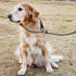 3FT Slip Lead Dog Training Leash: No Pull for Medium and Large Dogs, Durable Nylon Rope