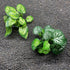 Smoothedo-Pets Aquarium Plants Betta Fish Tank Decorations, 4inch/2pcs Soft Silk Artificial Plant for Fish Hides