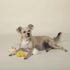 Fringe Studio Plush Dog Toy Set, SOY INTO You, 3 Piece Set, for Small Dogs (289517)