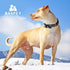 BAAPET Comfortable Dog Collar with Double Security Dual D-Ring and ID Tag Hanger for Small Medium Large Dogs (XS - 3/4"