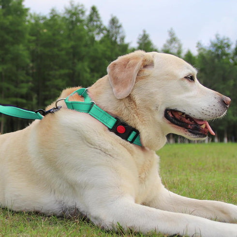 Joytale Martingale Collar for Dogs - Reflective Heavy Duty with Quick Release Buckle, Adjustable Nylon for Medium Dogs