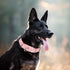 Pink Martingale Dog Collar with Daisy Flowers for Small Medium Large Dogs, Girl Dog Collars with Quick-Release Buckle