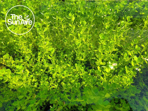 1. (7+ Bacopa Monnieri Easy Freshwater Live Aquarium Plant with Roots Stems)