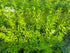 1. (7+ Bacopa Monnieri Easy Freshwater Live Aquarium Plant with Roots Stems)