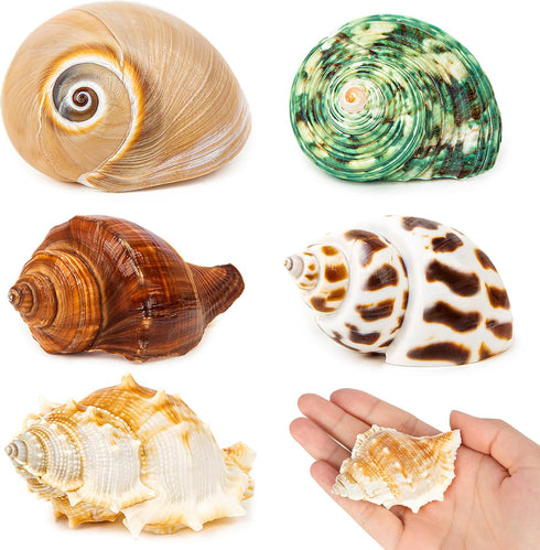 5PCS Hermit Crab Shells, Natural Sea Conch Size 2.1" - 2.8" for Hermit Crab Supplies and Beach Decoration