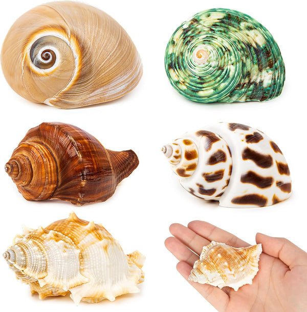 5PCS Hermit Crab Shells, Natural Sea Conch Size 2.1" - 2.8" for Hermit Crab Supplies and Beach Decoration