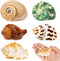 5PCS Hermit Crab Shells, Natural Sea Conch Size 2.1" - 2.8" for Hermit Crab Supplies and Beach Decoration